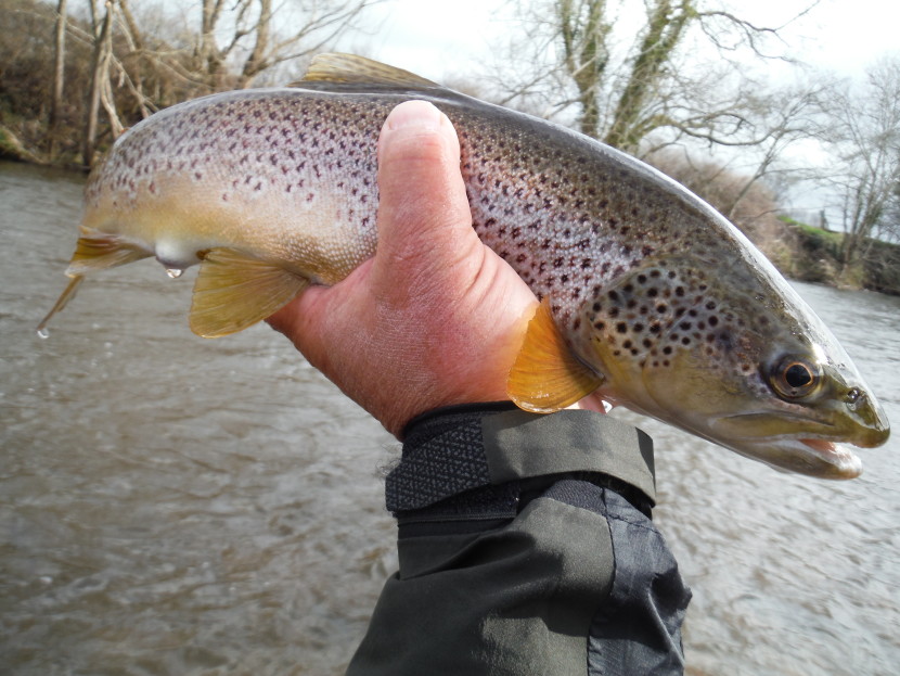 Brecon trout - possibly a grown-on stock fish